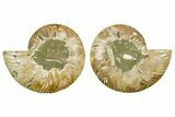 Cut & Polished Crystal-Filled Ammonite Fossil - Madagascar #362374-1